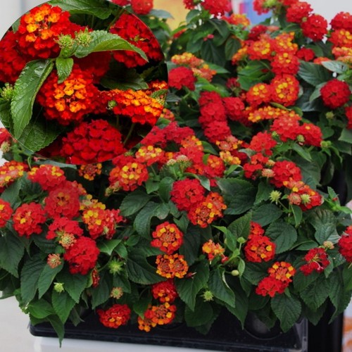 Lantana 'Trinidad Red' - Lantaan 'Trinidad Red' P9/0,55L